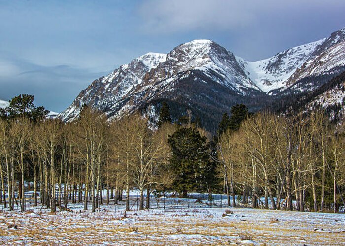 Rocky Mountain National Park Greeting Card featuring the photograph Winter Aspens by Douglas Wielfaert