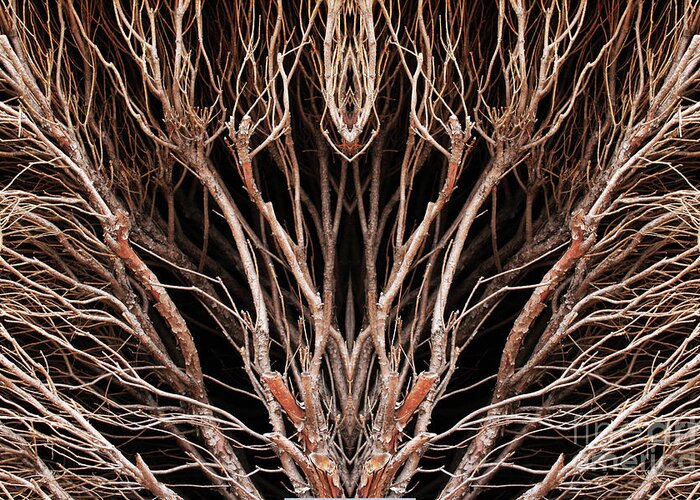 Branches; Shrubbery; Brown; Symmetry; Close-up; Greeting Card featuring the photograph Winter Branches by Tina Uihlein