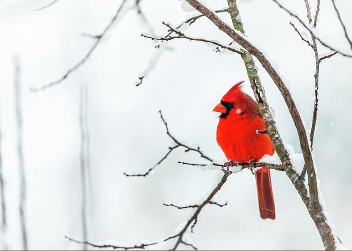 Cardinalis Cardinalis Greeting Card featuring the photograph Winter Cardinal by Rachel Morrison