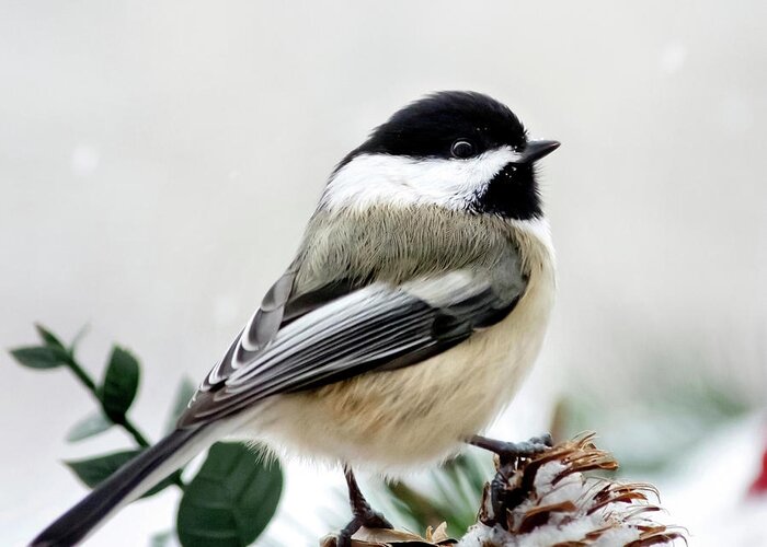 Winter Greeting Card featuring the photograph Winter Chickadee Square by Christina Rollo