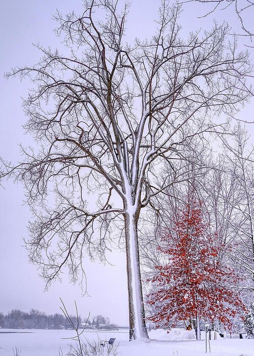 White Greeting Card featuring the photograph Winter, i don't wanna a lose red by Carl Marceau