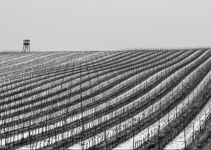 Winter Greeting Card featuring the photograph Winter in the Vineyard by Martin Vorel Minimalist Photography