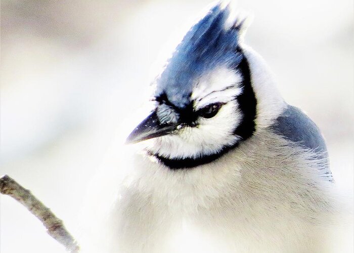 Blue Jay Greeting Card featuring the photograph Winter Jay by Lori Frisch