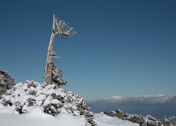 Single Tree Greeting Card featuring the photograph Winter landscape in snowy mountains. frozen snowy lonely fir trees against blue sky. by Michalakis Ppalis