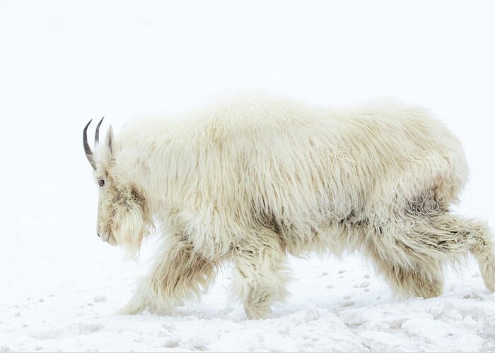 Mountain Goat Greeting Card featuring the photograph Winter Mountain Goat by Wesley Aston