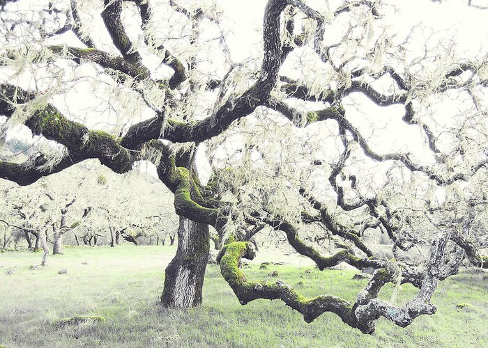 Oak Tree Greeting Card featuring the photograph Winter Oak by Lupen Grainne