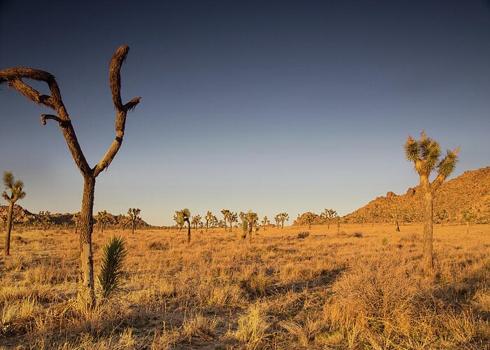 Joshua Tree National Park Sunset Greeting Card featuring the photograph Winter sunset in the desert by Kunal Mehra