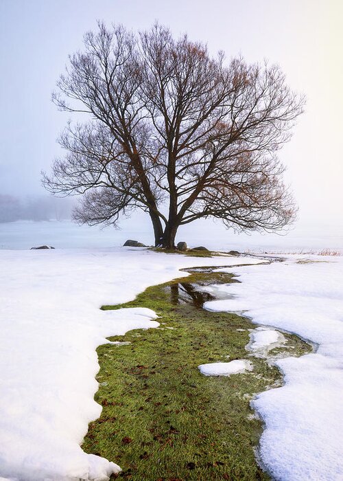 Maine Greeting Card featuring the photograph Winter Tree 34a9668 by Greg Hartford