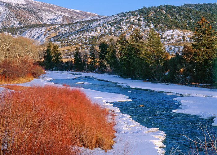 Creek Greeting Card featuring the photograph Winter Willows- Colorado by Mark Miller