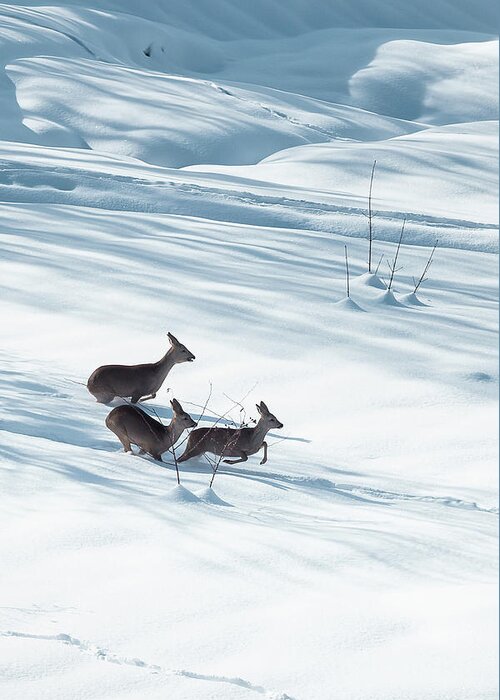 Close-up Greeting Card featuring the photograph Winter's Dance - Deer in Motion by Benoit Bruchez