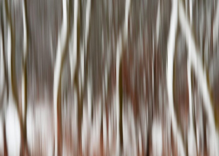 Icm Greeting Card featuring the photograph Wisconsin Snowblurred -  Intentional camera motion at a snowy tree grove by Peter Herman
