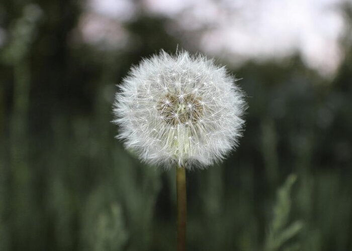Dandelion Greeting Card featuring the photograph Wish by Kenneth Pope