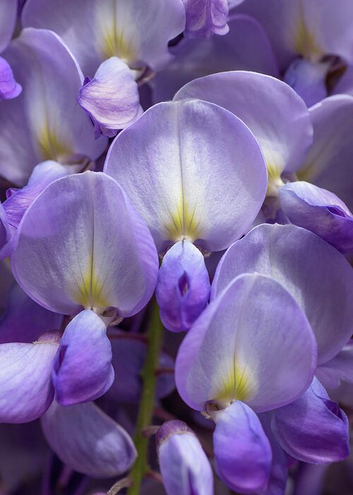 Wisteria Greeting Card featuring the photograph Wisteria by Olivier Parent