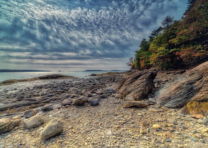 Freeport Maine Greeting Card featuring the photograph Wolfe Neck Woods by Penny Polakoff