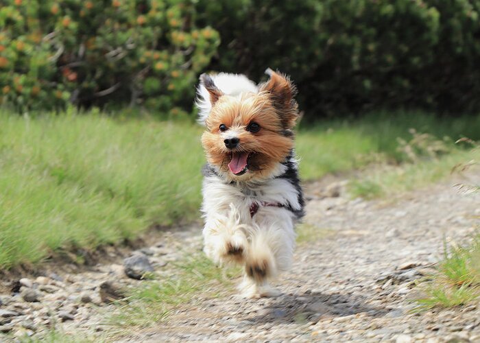 Biewer Yorkshire Terrier Greeting Card featuring the photograph Biewer Terrier in run position with tongue out by Vaclav Sonnek