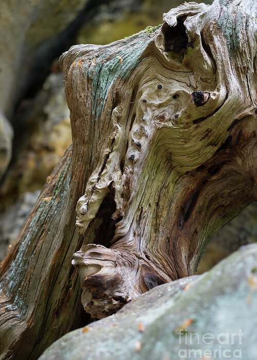 Wood Greeting Card featuring the photograph Wood and sandstone unite 2 by Adriana Mueller