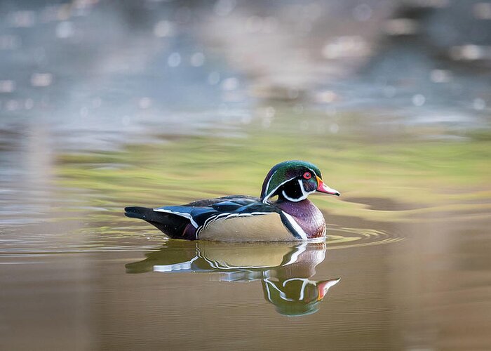 Wood Duck Greeting Card featuring the photograph Wood duck 1 by Stephen Holst