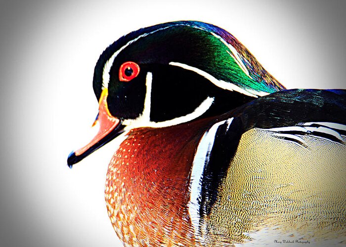 Wood Duck Greeting Card featuring the photograph Wood Duck Close Up by Mary Walchuck