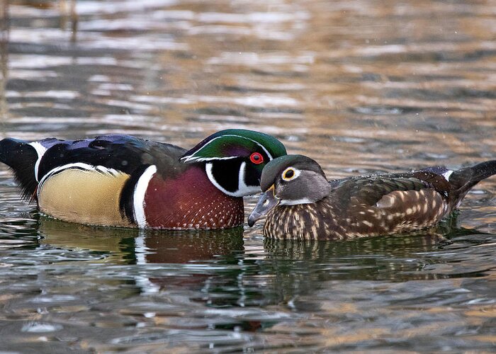 Wood Ducks Greeting Card featuring the photograph Wood Duck Pair by Wesley Aston