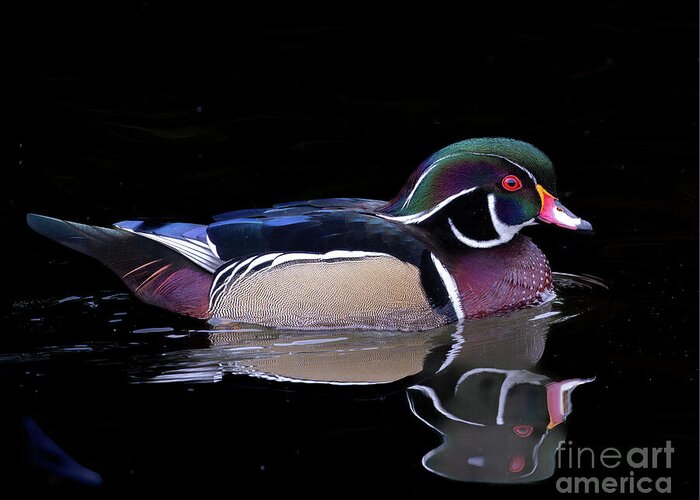 Ducks Greeting Card featuring the photograph Tranquil Wood Duck by Chris Scroggins