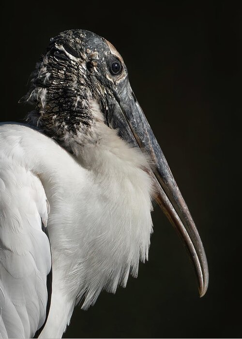 Birds Greeting Card featuring the photograph Wood Stork by Larry Marshall
