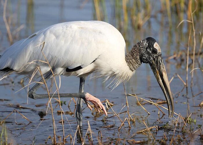 Wood Storks Greeting Card featuring the photograph Wood stork by Mingming Jiang