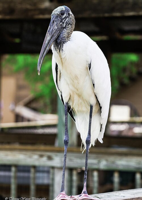 Stork Greeting Card featuring the photograph Wood Stork by Tahmina Watson