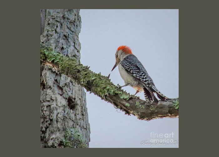 Nature Greeting Card featuring the photograph Woodpecker feeding by Barry Bohn