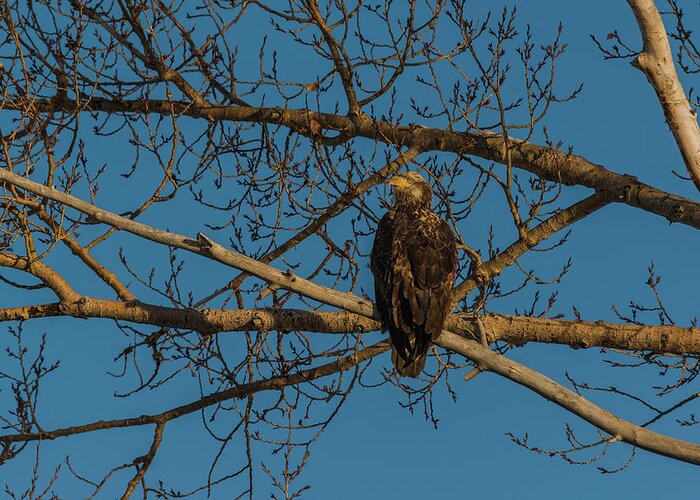 Bald Eagle Greeting Card featuring the photograph X Marks The Spot by Yeates Photography
