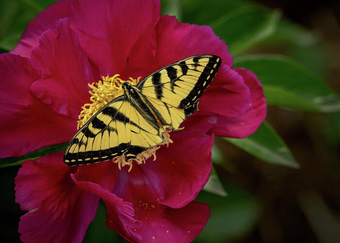 Butterfly Greeting Card featuring the photograph Yellow Butterfly on Red Flower by Phil Cardamone