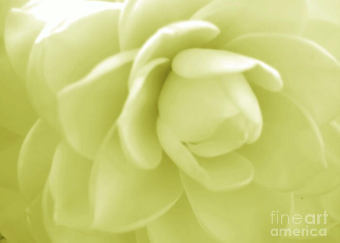 Camellia Greeting Card featuring the photograph Yellow Camellia by D Hackett