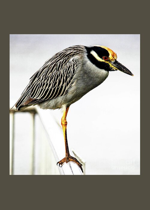 Heron Greeting Card featuring the photograph Yellow Crowned Night Heron by Joanne Carey