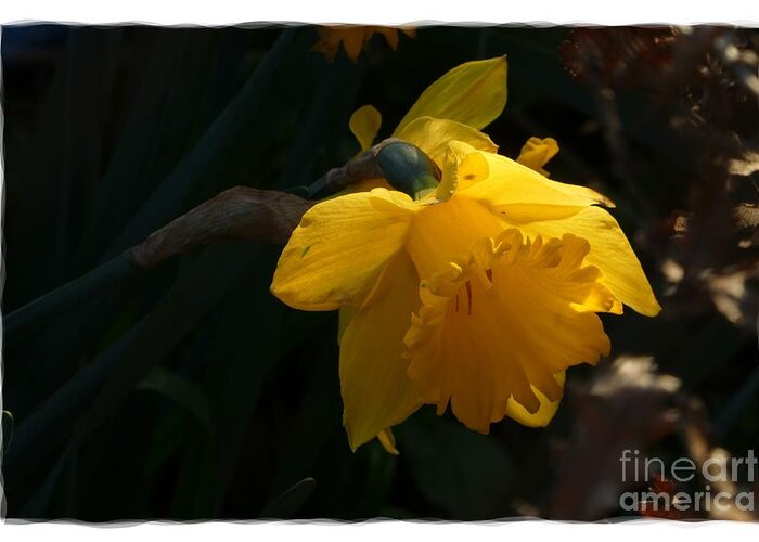 Digital Art Greeting Card featuring the photograph Yellow Daffodil 6 by Jean Bernard Roussilhe