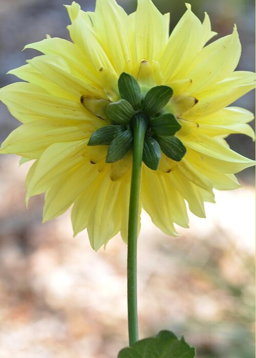 Dahlia Greeting Card featuring the photograph Yellow Dahlia Silhouette by Amy Fose
