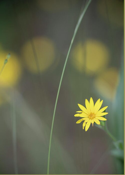 Daisy Greeting Card featuring the photograph Yellow Daisy Close-up by Karen Rispin