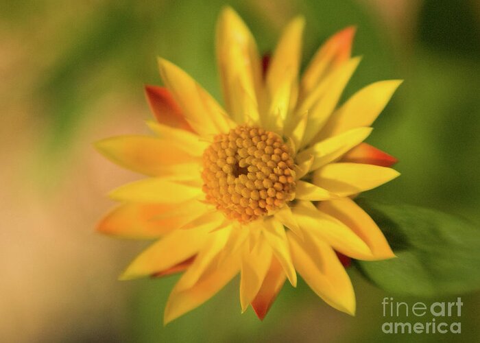 Color Greeting Card featuring the photograph Yellow Flower 2 by Dorothy Lee