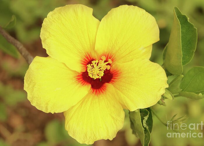 Hawaii Greeting Card featuring the photograph Yellow Hibiscus Blossom Brightens the Day by Nancy Gleason