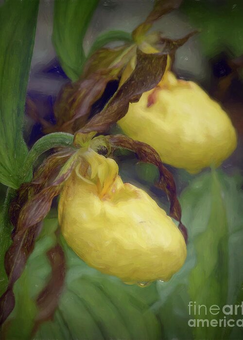 Lady Slipper Greeting Card featuring the photograph Yellow Lady Slippers by Lorraine Cosgrove