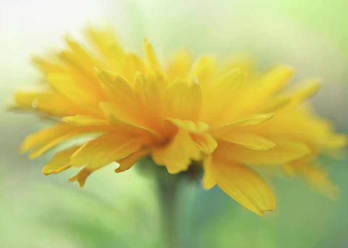 Flower Photography Greeting Card featuring the photograph Yellow by Leanna Kotter