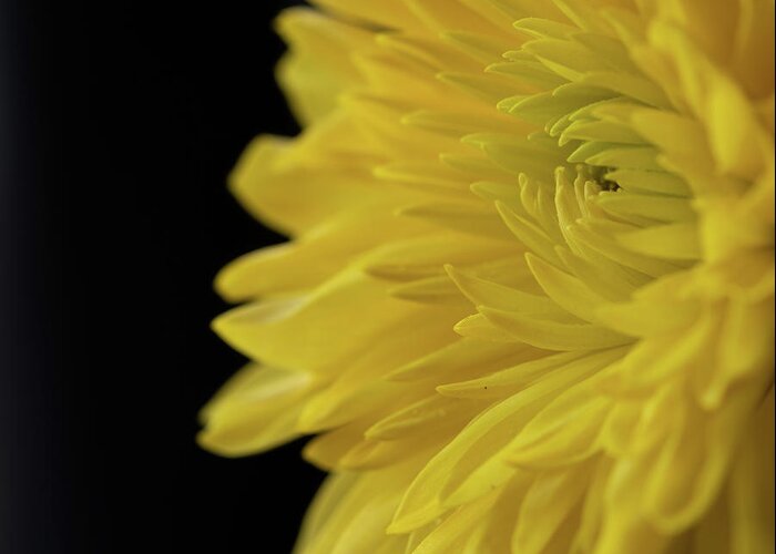 Chrysanthemum Greeting Card featuring the photograph Yellow Mum by Kevin Schwalbe