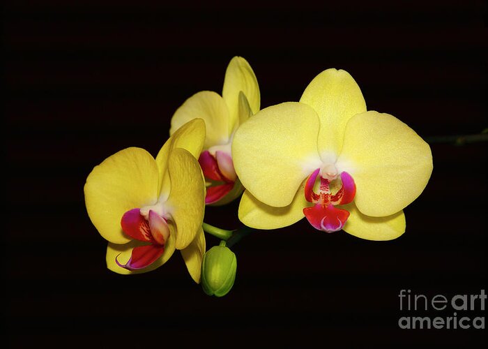 Orchids Greeting Card featuring the photograph Yellow Phalaenopsis Orchids by James Brunker