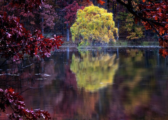 Lake Reflection Greeting Card featuring the photograph Yellow Reflection by Tom Singleton