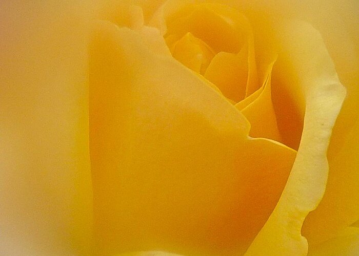 Rose Greeting Card featuring the photograph Yellow by Richard Cummings