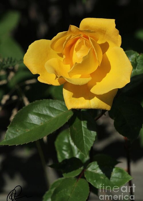 Yellow Rose Greeting Card featuring the photograph Yellow Rose by Ann E Robson