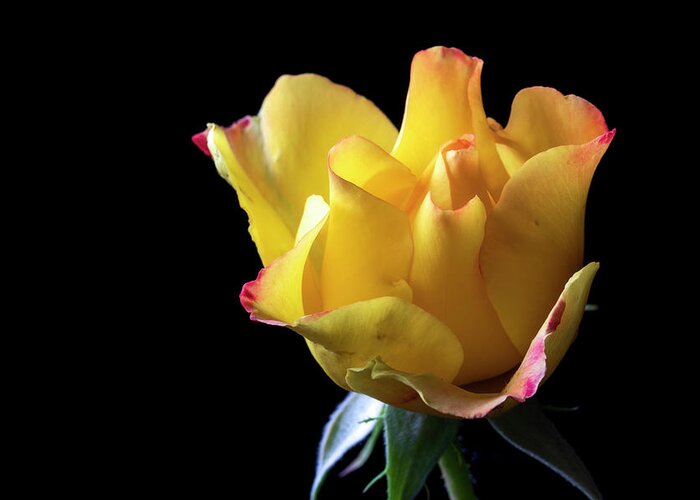 Rio Samba Rose Greeting Card featuring the photograph Yellow Rose by Catherine Avilez