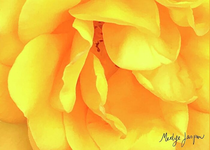 Yellow Greeting Card featuring the photograph Yellow Rose by Medge Jaspan