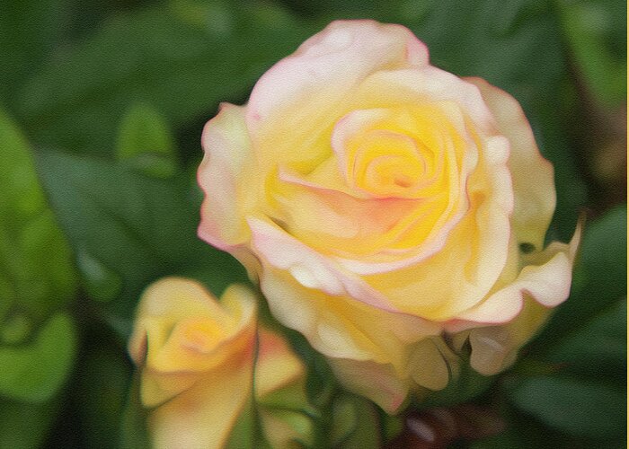 Yellow Rose Greeting Card featuring the photograph Yellow Rose by Theresa Tahara