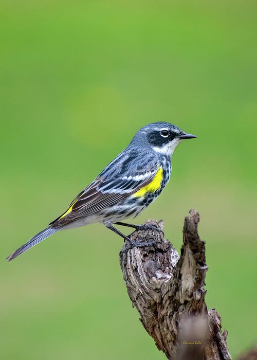 Birds Greeting Card featuring the photograph Yellow Rumped Warbler by Christina Rollo