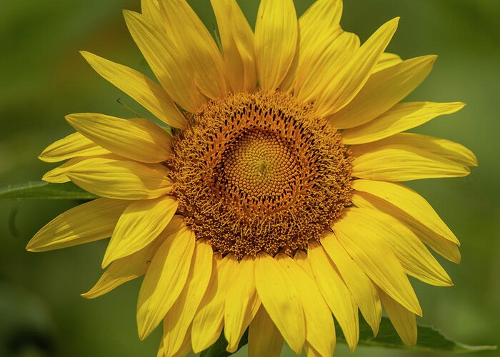 Yellow Greeting Card featuring the photograph Yellow Sunflower Photograph by JBK Photo Art