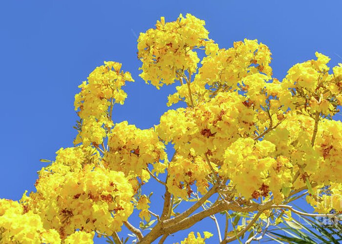 Yellow Tabebuia Tree Blossom Greeting Card featuring the photograph Yellow Tabebuia Tree Blossom by Olga Hamilton